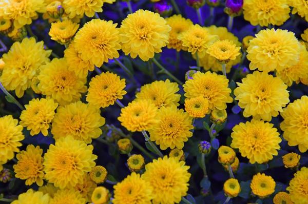 Las flores más bonitas del mundo - Crisantemo (Chrysanthemum)