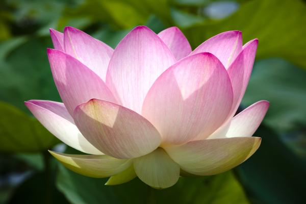 Las flores más bonitas del mundo - Flor de loto (Nelumbo nucifera)
