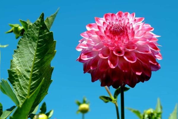 Las flores más bonitas del mundo - Dalia (Dahlia)
