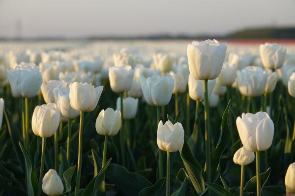 Las flores más bonitas del mundo - Tulipán (Tulipa)
