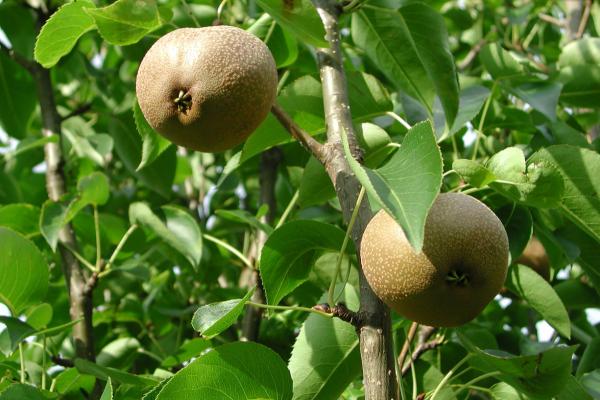 Tipos de pera - Pera asiática o nashi (Pyrus pyrifolia)