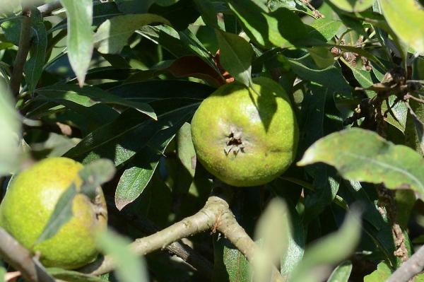 Tipos de pera - Peral hojas de sauce (Pyrus salicifolia)