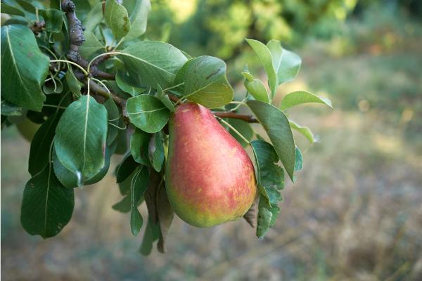 Tipos de pera - Pera común (Pyrus communis)