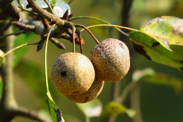Tipos de pera - Pera silvestre del Himalaya (Pyrus pashia)