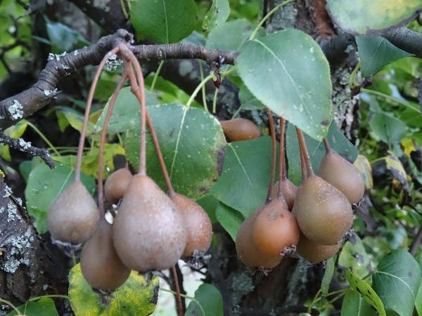 Tipos de pera - Peral silvestre atlántico (Pyrus cordata) 