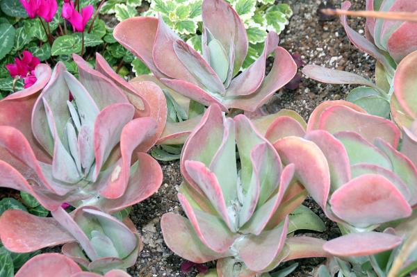 Kalanchoe farinacea: cuidados y reproducción - Características de la Kalanchoe farinacea