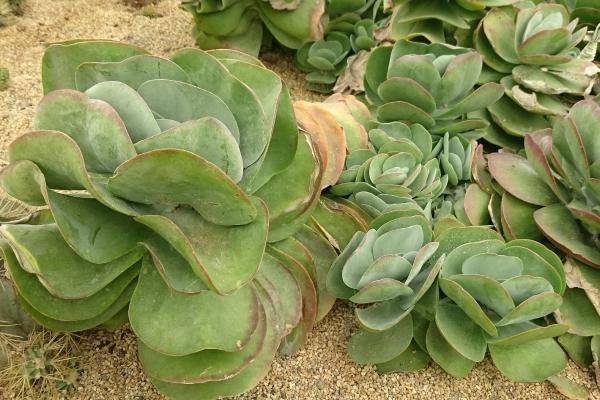 Kalanchoe farinacea: cuidados y reproducción - Luz, temperatura y ubicación 