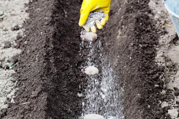 1717288963 324 ¿Sirven las cenizas como abono para las plantas - 2026 - Si te estás preguntando si las cenizas son útiles como fertilizante para las plantas, la respuesta es afirmativa. Existen diversas formas de aportar nutrientes a las plantas, ya sea a través de métodos naturales o químicos. A pesar de que los fertilizantes químicos han sido indispensables en la agricultura reciente, podrían acarrear efectos adversos como la degradación del suelo o la contaminación de los recursos naturales. ¿Sirven las cenizas como abono para las plantas? - Propiedades y beneficios de las cenizas como abono para las plantas