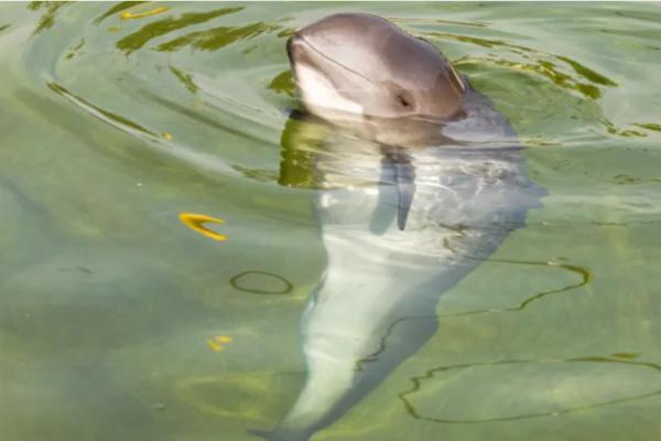 1717290587 434 Marsopas que son donde viven y tipos - 2026 - Las marsopas comprenden una familia de mamíferos marinos conocida como Phocoenidae. Estos animales habitan principalmente en océanos, si bien algunas especies pueden encontrarse también en aguas desde salobres hasta dulces. Dentro de los tipos de marsopas se incluyen la vaquita marina, la marsopa común, la marsopa negra, la marsopa de anteojos, la marsopa de Dall, la marsopa sin aleta y la marsopa lisa. Marsopas: qué son, dónde viven y tipos - Tipos de marsopas