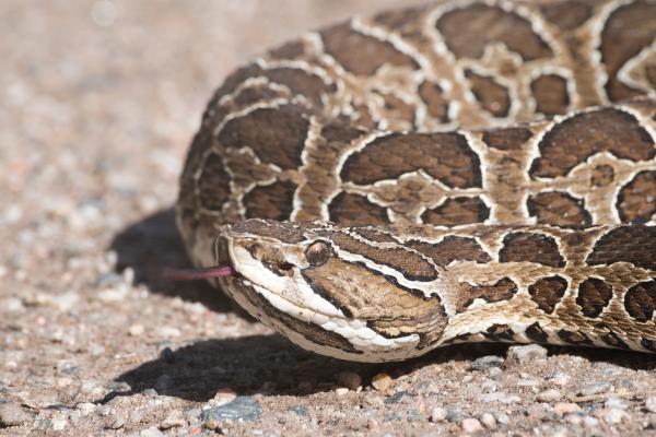 Reptiles de Argentina - Yarará grande