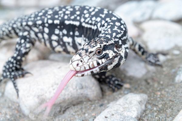Reptiles de Argentina - Lagarto overo