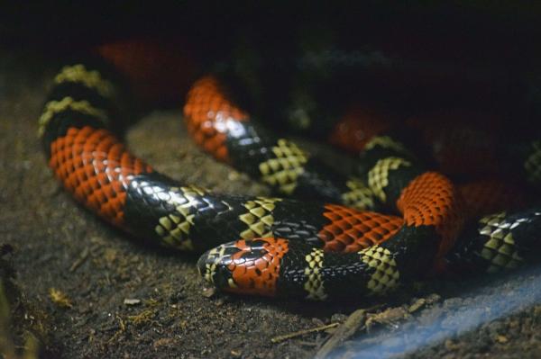 Reptiles de Argentina - Serpiente coral