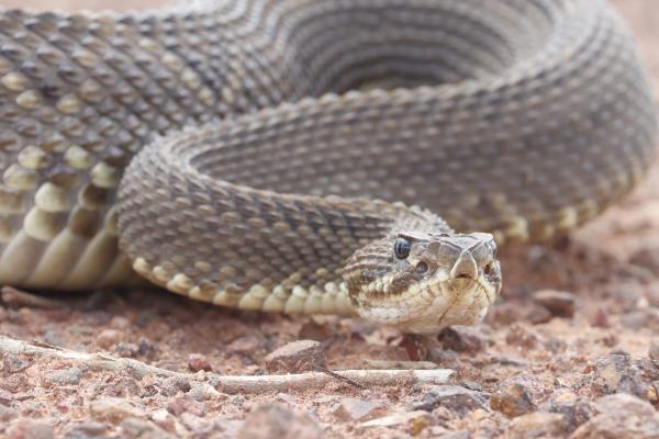 Reptiles de Argentina - Cascabel 