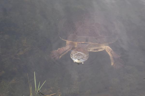 Reptiles de Argentina - Tortuga de laguna