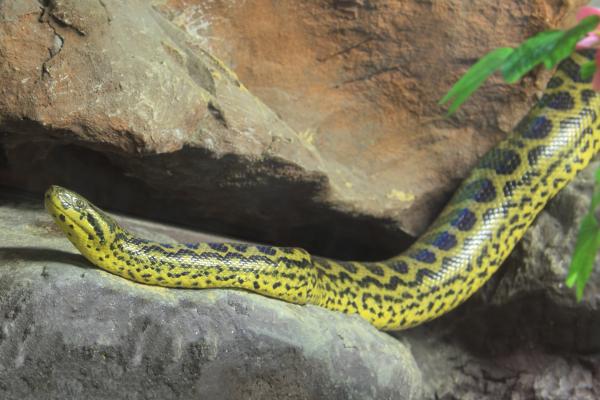 Reptiles de Argentina - Boa curiyú