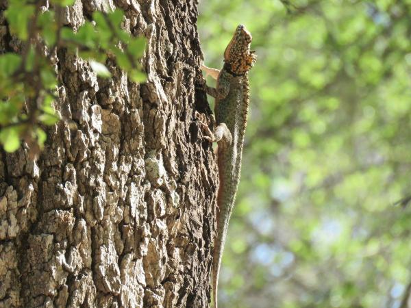 Reptiles de Argentina - Lagarto de los quebrachales
