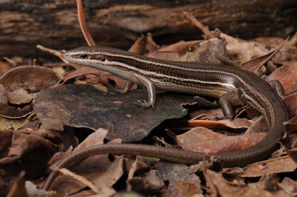 Reptiles de Argentina - Mabuya listada