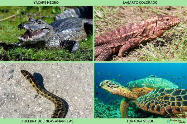 Reptiles de Argentina - Otros reptiles de Argentina