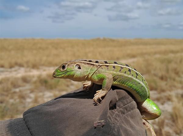 Reptiles de Argentina - Lagartija verde de cuatro dedos