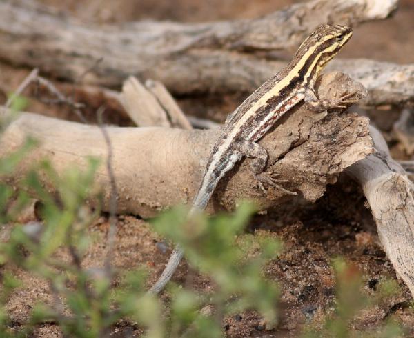 Reptiles de Argentina - Lagartija chaqueña