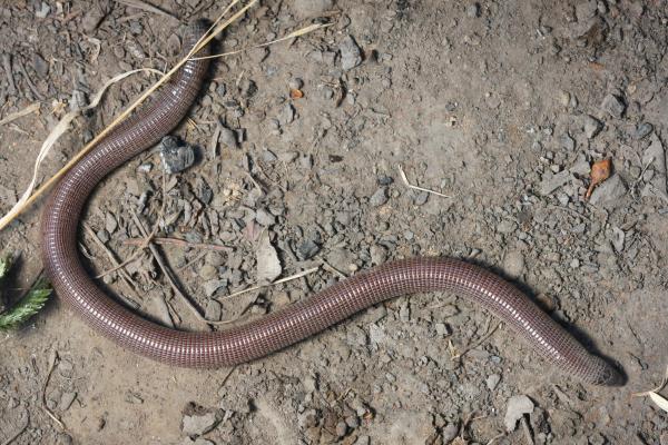 Reptiles de Argentina - Viborita ciega