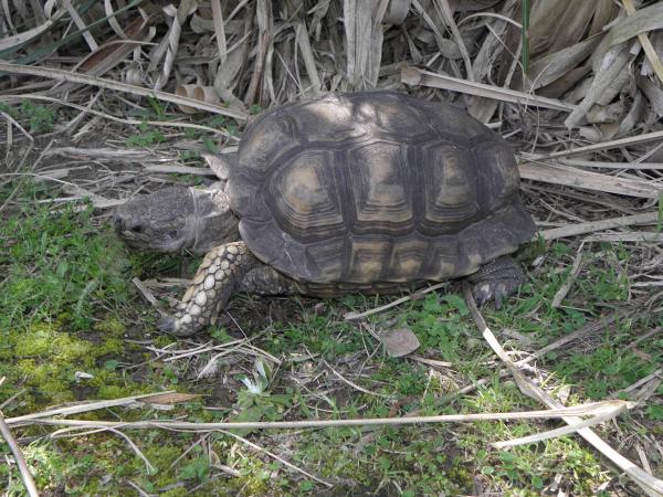 Reptiles de Argentina - Tortuga terrestre