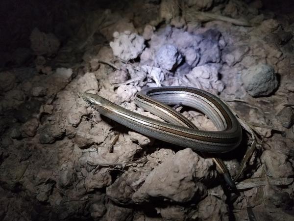 Reptiles de Argentina - Viborita de cristal