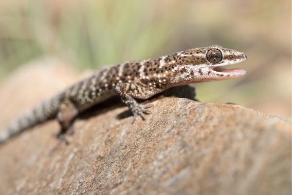 Reptiles de Argentina - Gecko salamanca 