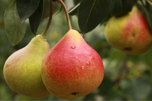 Frutas de otoño - Pera