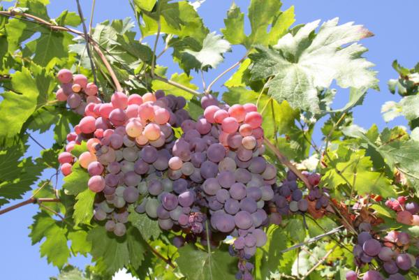 Frutas de otoño - Uvas