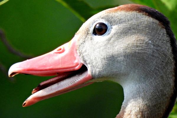¿Los patos tienen dientes? - ¿Los patos tienen dientes o no?