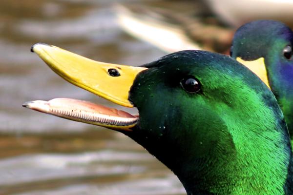 ¿Los patos tienen dientes? - Cómo comen los patos