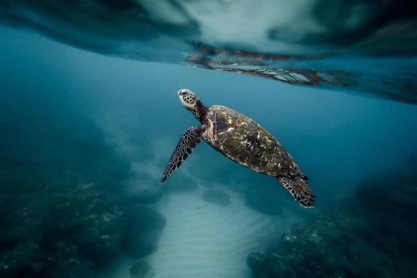 Qué son los animales - Clasificación de los animales según su hábitat 
