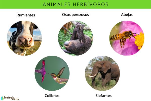 Qué son los animales - Clasificación de los animales según su alimentación 