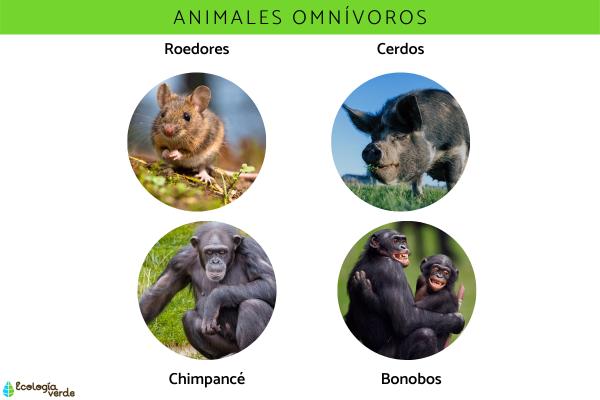 Qué son los animales - 