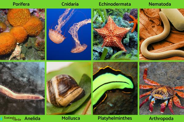 Qué son los animales - Clasificación de los animales según su estructura vertebral 