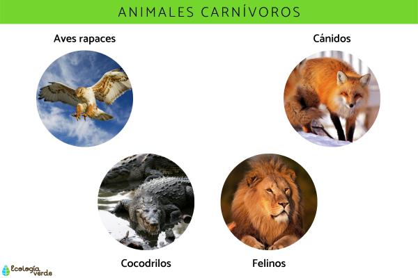 Qué son los animales - 