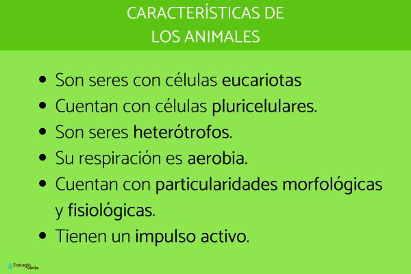Qué son los animales - Características de los animales 