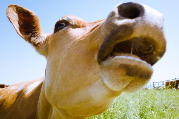 ¿Las vacas tienen dientes? - Cómo son los dientes de las vacas