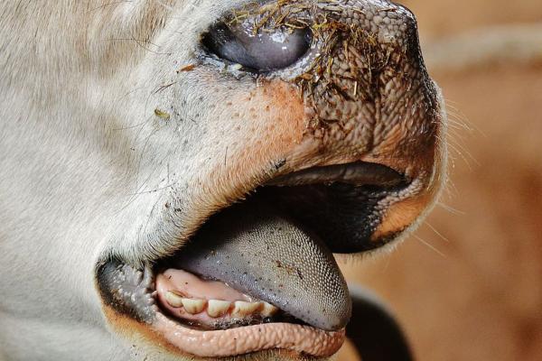 ¿Las vacas tienen dientes? - Cuántos dientes tiene una vaca
