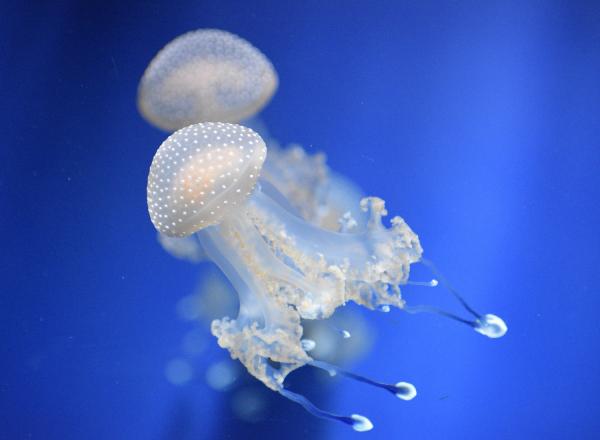 ¿Las medusas tienen cerebro? - ¿Las medusas tienen cerebro o no?