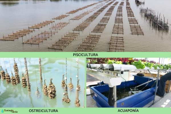 Acuicultura: qué es, ventajas y desventajas - Tipos de acuicultura