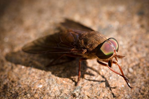 1717424277 434 Por que las moscas se frotan las manos - 2026 - Al sumergirnos en el universo de los insectos, las moscas (orden Diptera) no gozan de una reputación favorable, ya que con frecuencia resultan molestas y desagradables. No obstante, son criaturas del reino animal de suma importancia para el equilibrio de los ecosistemas. Por qué las moscas se frotan las manos - ¿Todas las moscas se frotan las manos?