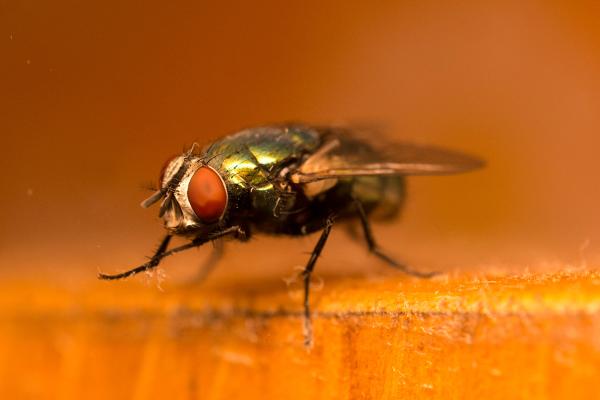 1717424277 890 Por que las moscas se frotan las manos - 2026 - Al sumergirnos en el universo de los insectos, las moscas (orden Diptera) no gozan de una reputación favorable, ya que con frecuencia resultan molestas y desagradables. No obstante, son criaturas del reino animal de suma importancia para el equilibrio de los ecosistemas. Por qué las moscas se frotan las manos - Por qué las moscas se frotan las patas