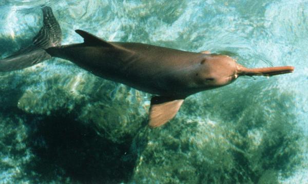 Tipos de delfines - Familia Pontoporiidae