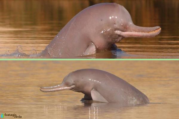 Tipos de delfines - Familia Platanistidae