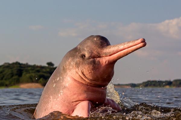 Tipos de delfines - Familia Iniidae