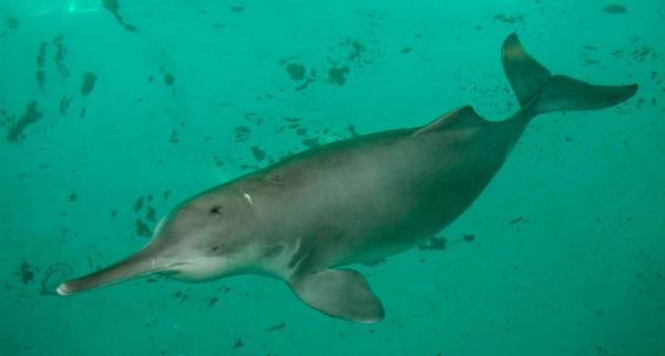 Tipos de delfines - Familia Lipotidae