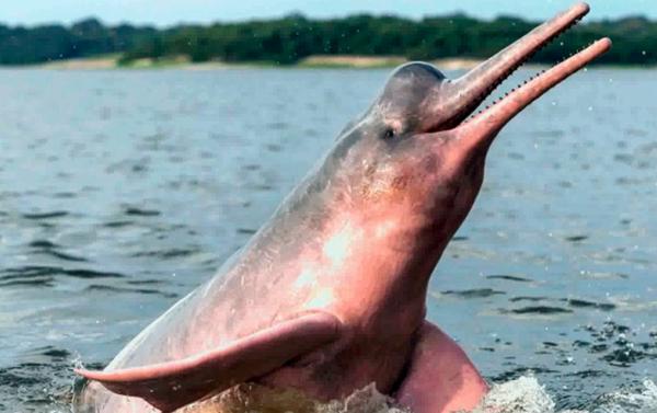 Tipos de delfines - 