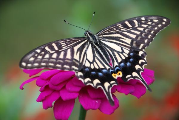 1717428277 641 Que es la taxonomia y como se clasifica - 2026 - El mundo que nos rodea está compuesto por una amplia variedad de elementos que en un principio pueden parecer caóticos y sin relación entre sí. No obstante, al observar detenidamente, podemos identificar similitudes entre ellos ya sea por su origen o sus características. A través del estudio, especialmente en el ámbito de la biología, el ser humano ha logrado descubrir estas similitudes. Para comprender mejor los objetos de estudio, se han desarrollado sistemas de ordenamiento que permiten dividirlos en partes más manejables y comprensibles. Es aquí donde entra en juego la taxonomía, un método de clasificación basado en jerarquías. En este artículo de ContaminaciónAmbiental se explorará qué es exactamente la taxonomía, cómo se realiza su clasificación, cómo ha evolucionado y cuál es su relevancia en el ámbito de las ciencias biológicas. Qué es la taxonomía y cómo se clasifica - Taxonomía de Aristóteles